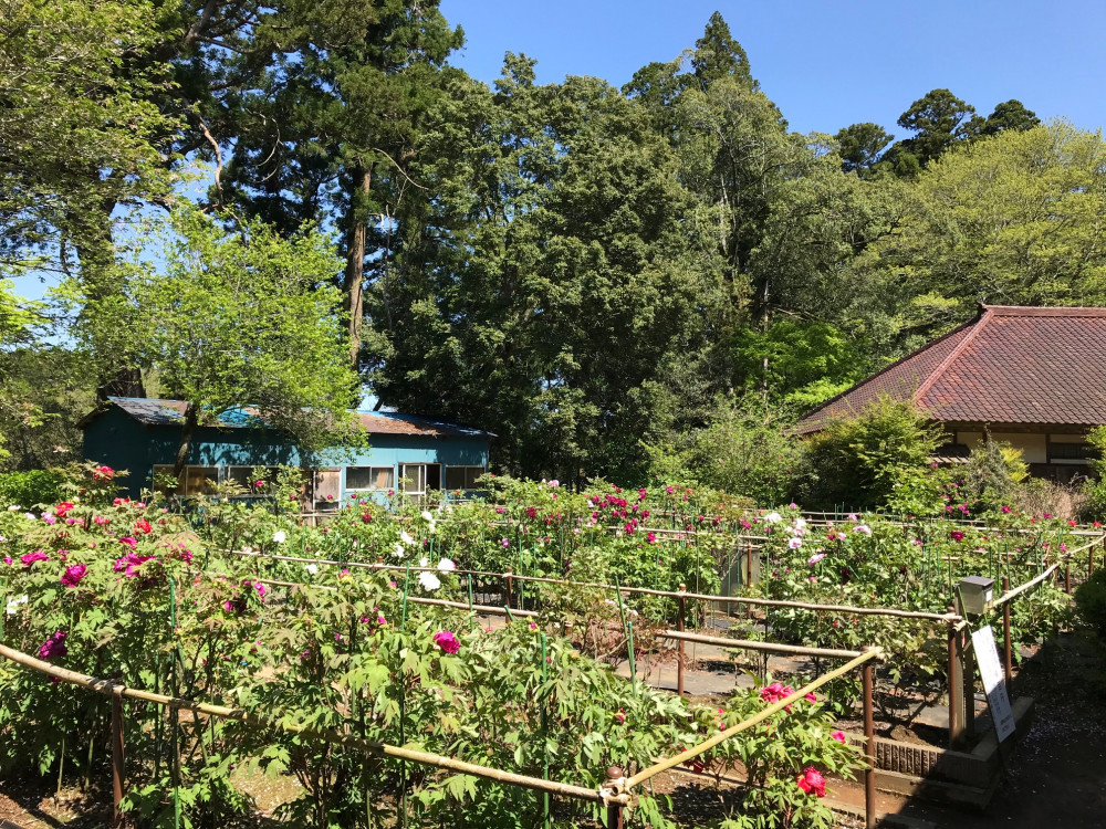 令和3年　飯高寺ボタン園開花状況-4.15_1