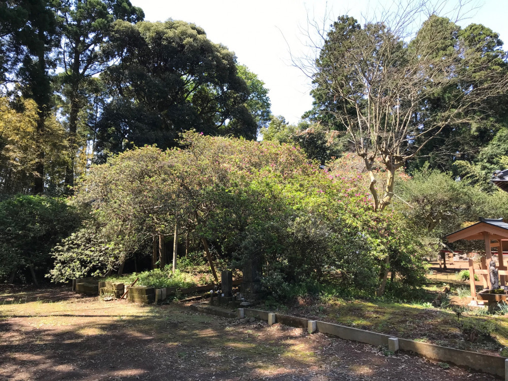 令和3年 圓實寺の大つつじ開花情報-4.15_1