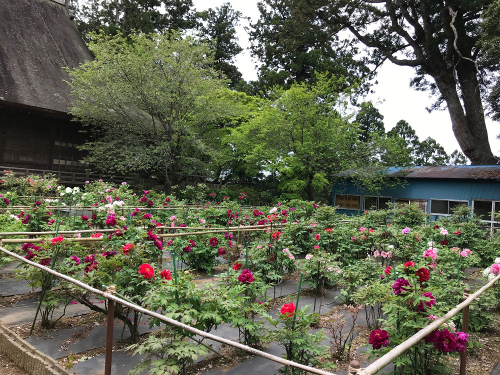 令和3年　飯高寺ボタン園開花状況-ボタン