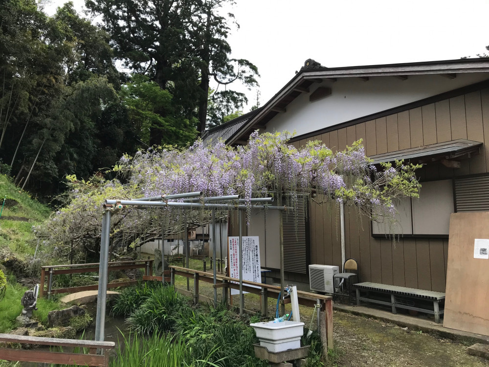 令和3年 龍頭寺の大ふじ開花情報-ふじ