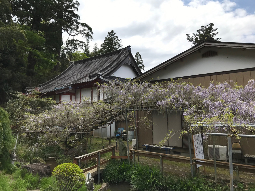 令和3年 龍頭寺の大ふじ開花情報-ふじ