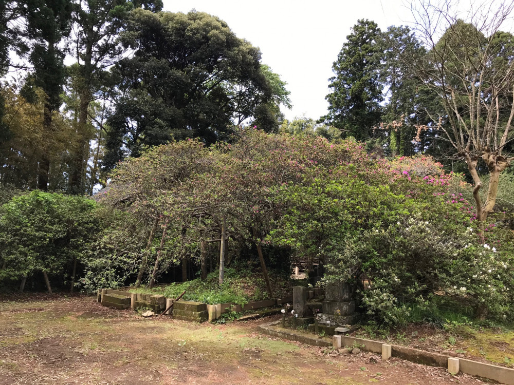 令和3年 圓實寺の大つつじ開花情報-つつじ