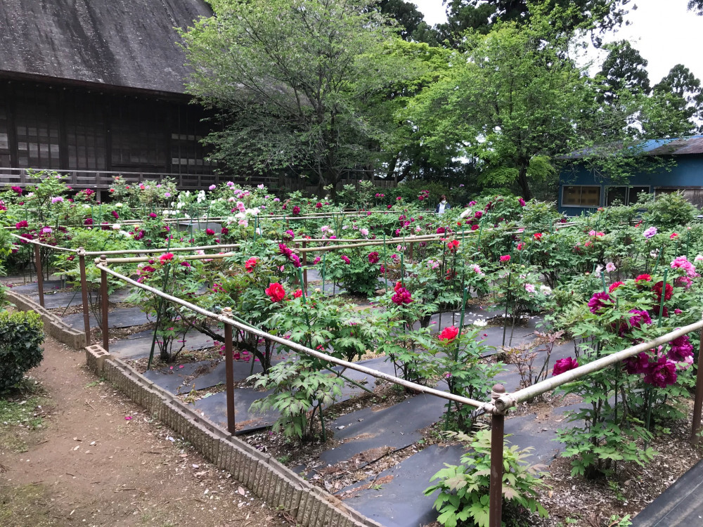 令和3年　飯高寺ボタン園開花状況-4.17_2