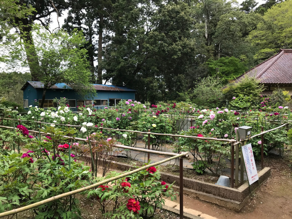 令和3年　飯高寺ボタン園開花状況-4.17_1