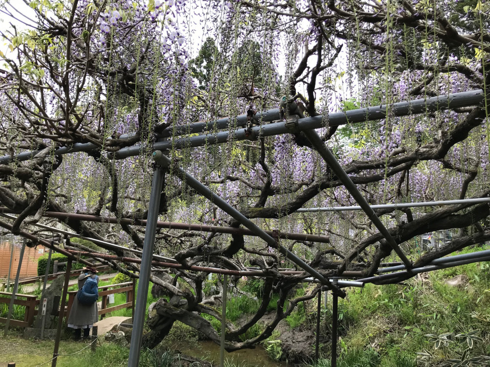 令和3年 龍頭寺の大ふじ開花情報-4.17_2