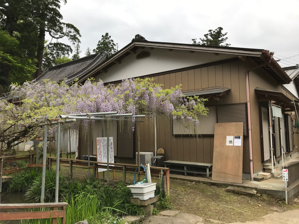 令和3年 龍頭寺の大ふじ開花情報-4.17_1