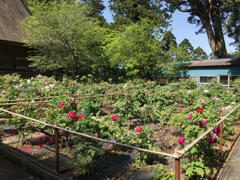 令和3年　飯高寺ボタン園開花状況-4.18_2