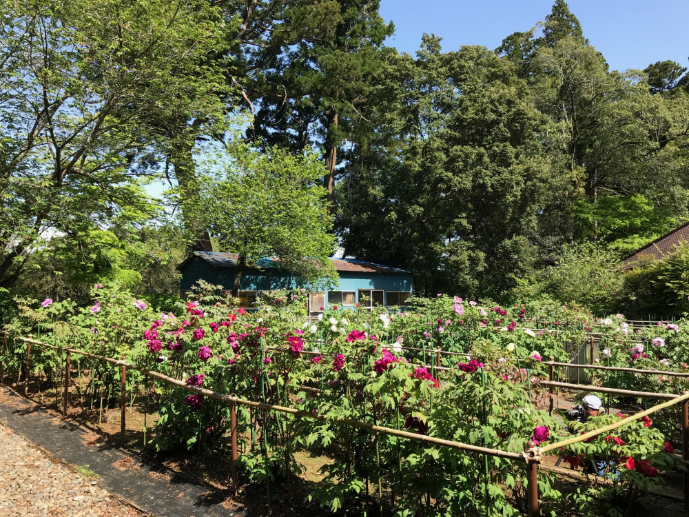 令和3年　飯高寺ボタン園開花状況-4.18_1