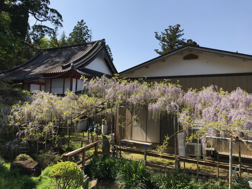 令和3年 龍頭寺の大ふじ開花情報-4.18_2