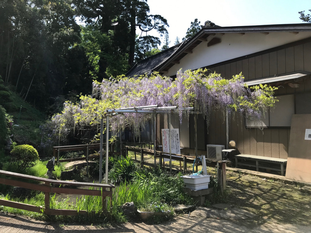 令和3年 龍頭寺の大ふじ開花情報-4.18_1