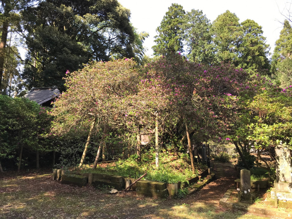 令和3年 圓實寺の大つつじ開花情報-4.18_1