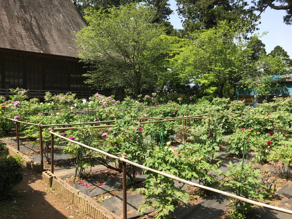 令和3年　飯高寺ボタン園開花状況-4.19_2