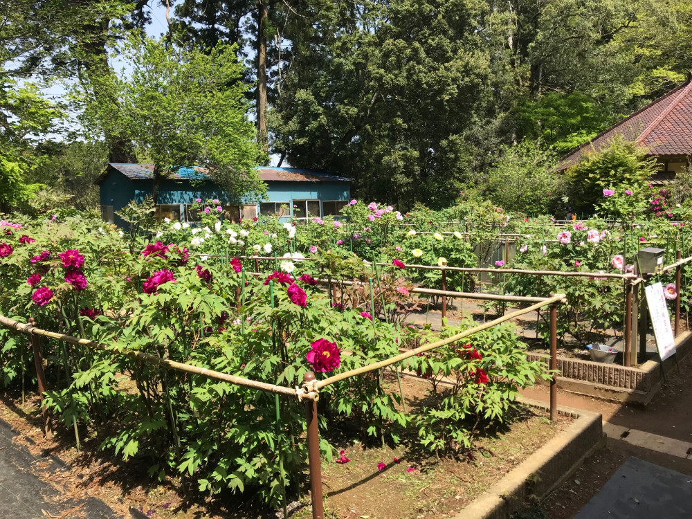 令和3年　飯高寺ボタン園開花状況-4.19_1