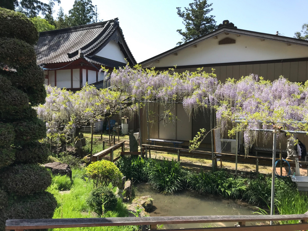 令和3年 龍頭寺の大ふじ開花情報-4.19_2