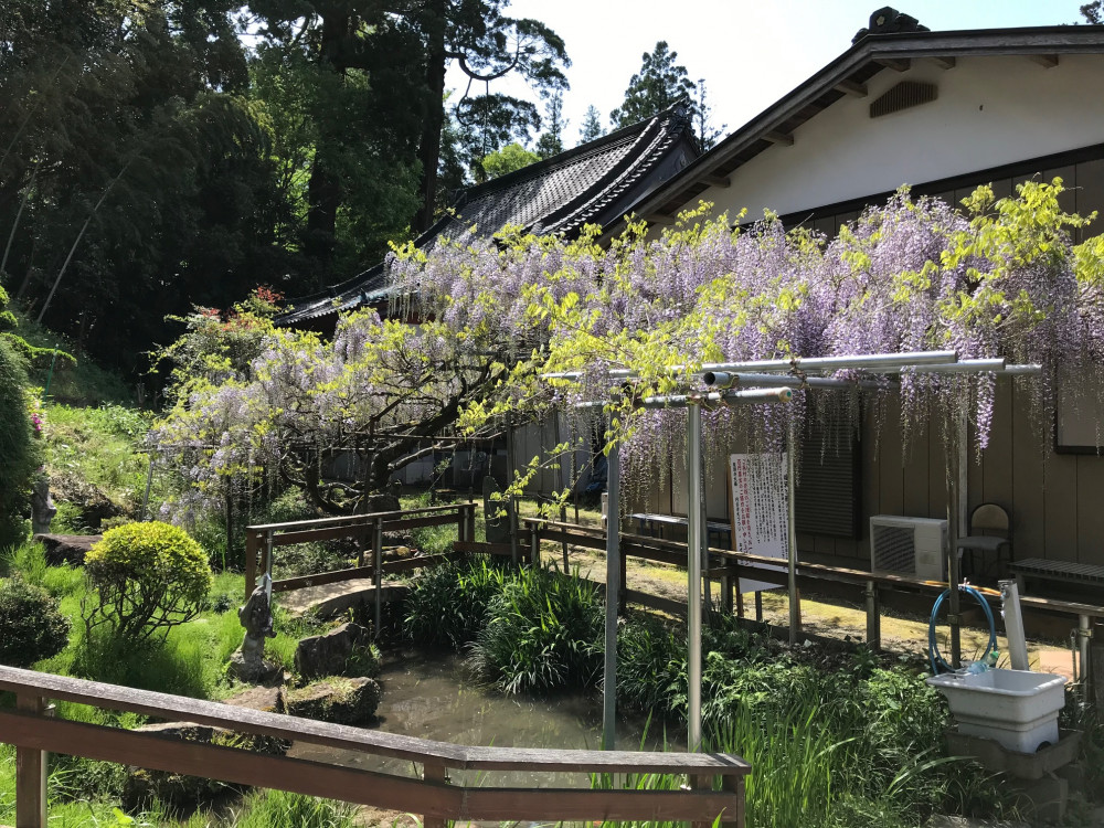 令和3年 龍頭寺の大ふじ開花情報-4.19_1