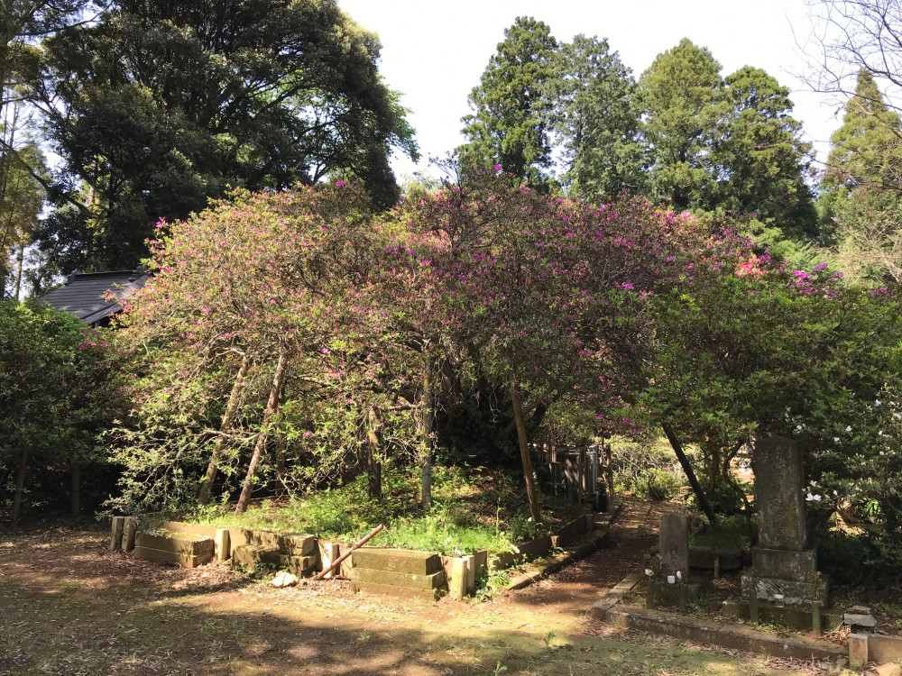 令和3年 圓實寺の大つつじ開花情報-4.19_1