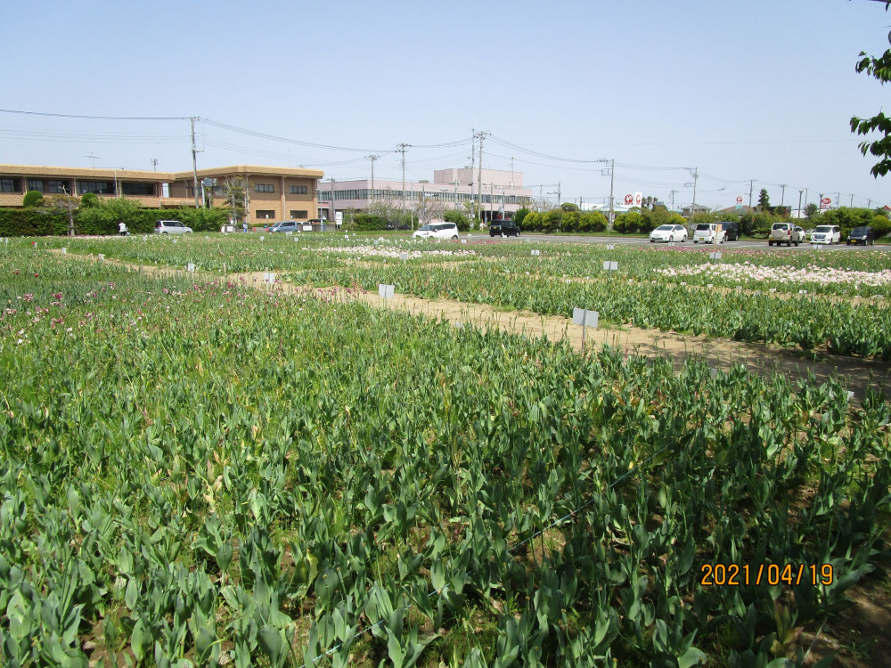 令和3年 のさか花の広場チューリップ開花情報-4月19日（月曜日）撮影