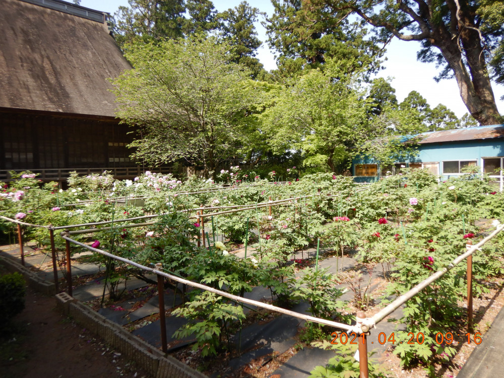 令和3年　飯高寺ボタン園開花状況-ボタン