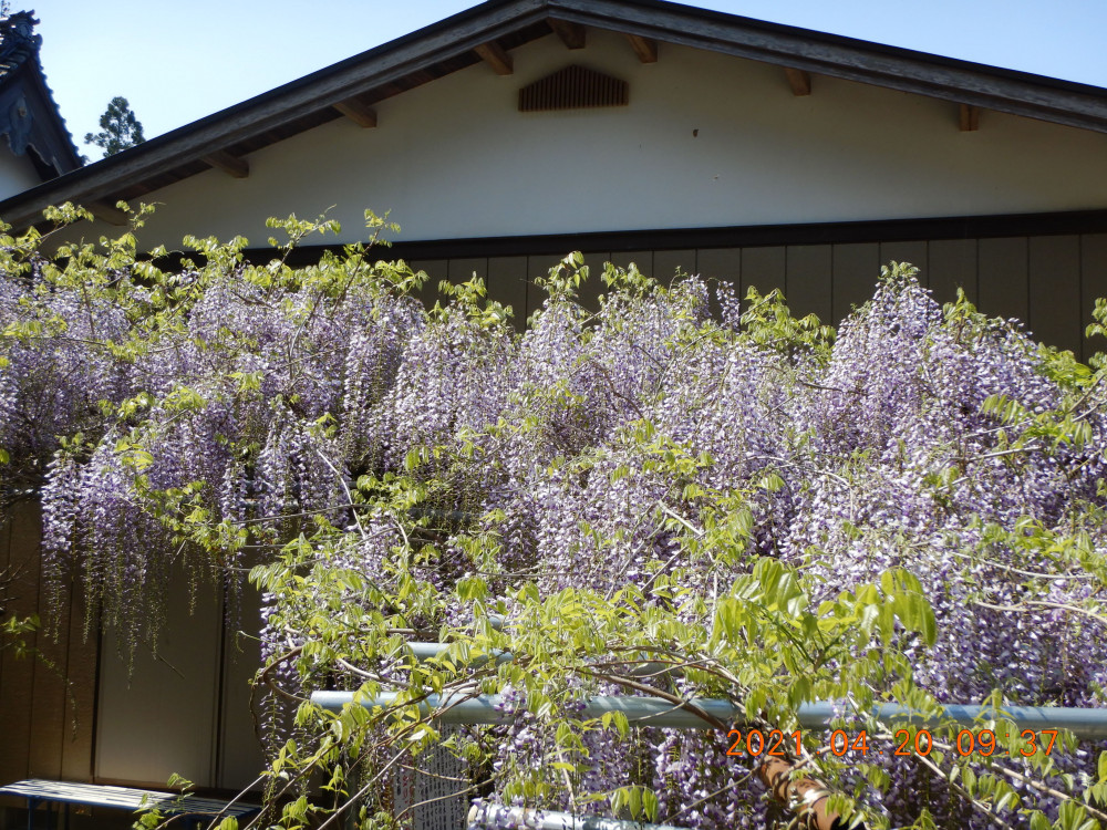 令和3年 龍頭寺の大ふじ開花情報-フジ