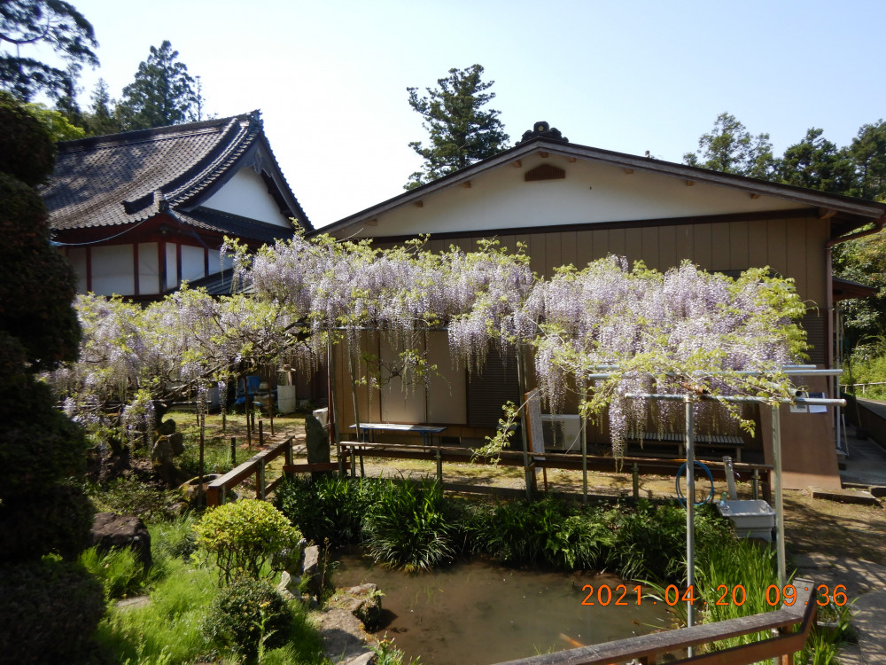 令和3年 龍頭寺の大ふじ開花情報-フジ