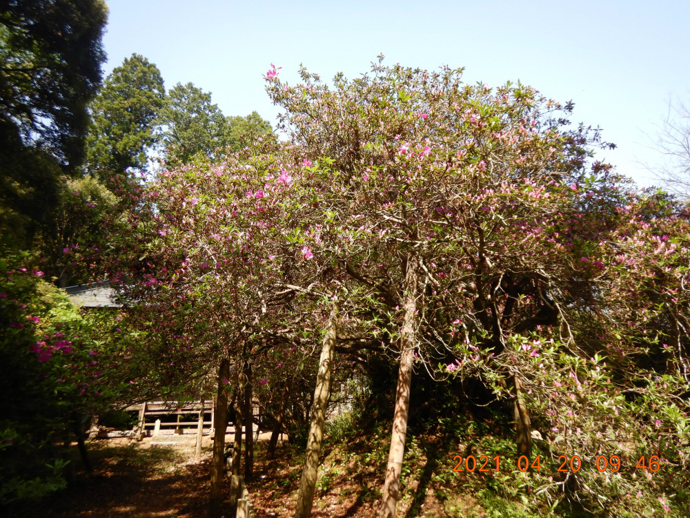 令和3年 圓實寺の大つつじ開花情報-ふじ