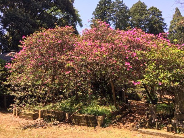 令和3年 圓實寺の大つつじ開花情報-4.21_1