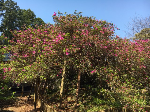 令和3年 圓實寺の大つつじ開花情報-4.21_2