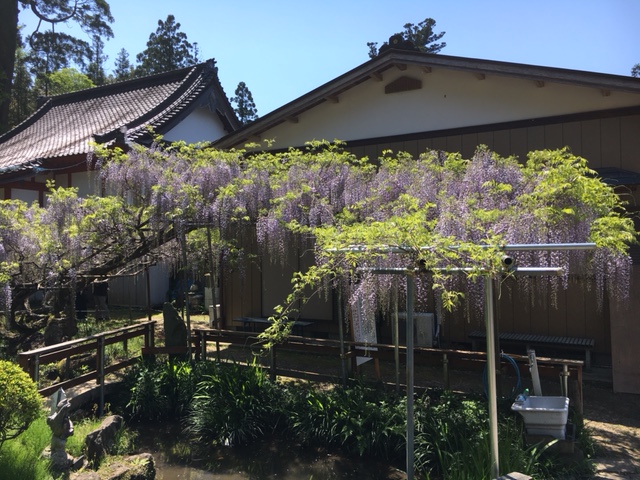 令和3年 龍頭寺の大ふじ開花情報-4.21_2