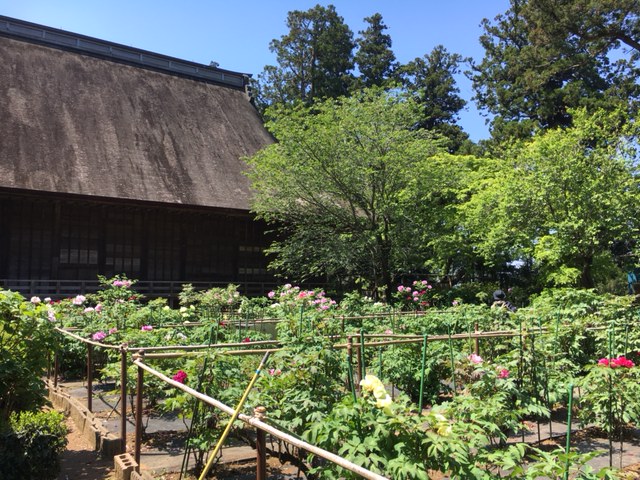 令和3年　飯高寺ボタン園開花状況-4.21_1