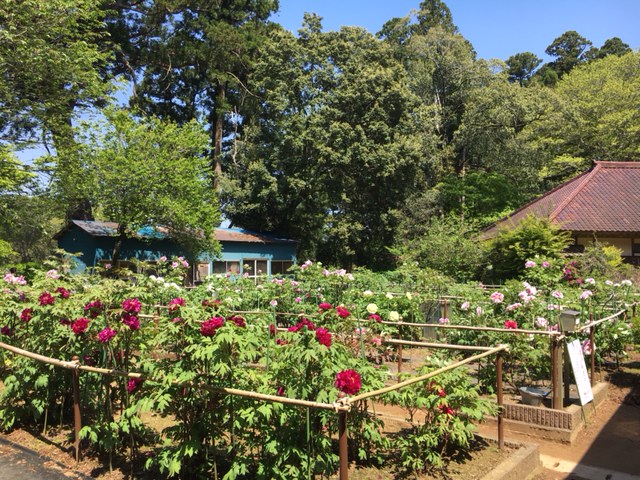 令和3年　飯高寺ボタン園開花状況-4.21_2