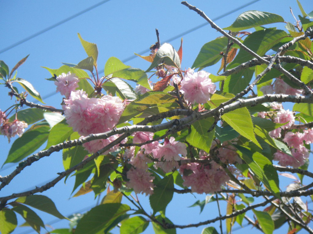 令和3年　天神山公園桜開花情報-4月21日　天神山公園桜2