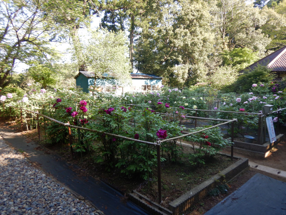 令和3年　飯高寺ボタン園開花状況-ボタン