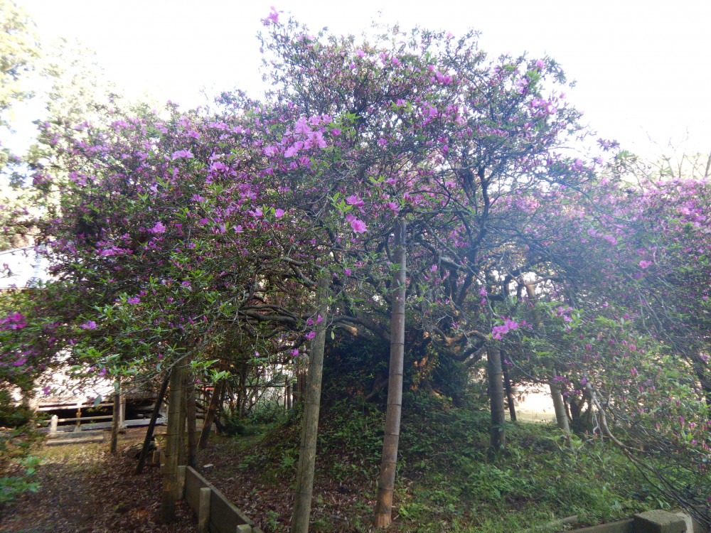 令和3年 圓實寺の大つつじ開花情報-つつじ