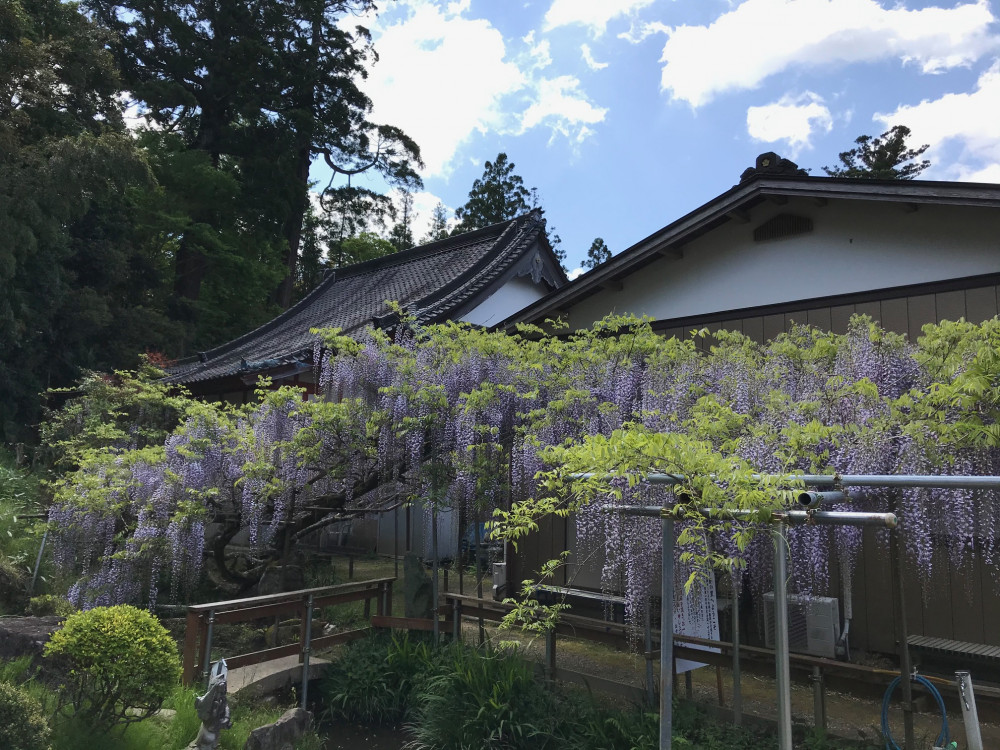 令和3年 龍頭寺の大ふじ開花情報-4.23_1