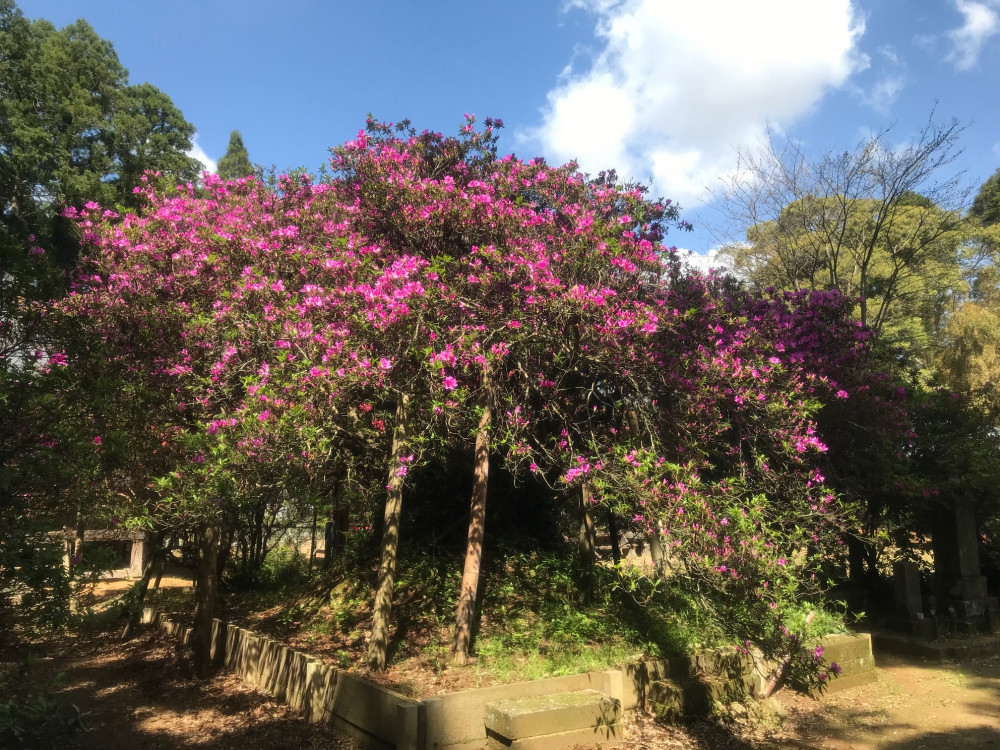 令和3年 圓實寺の大つつじ開花情報-4.23_2