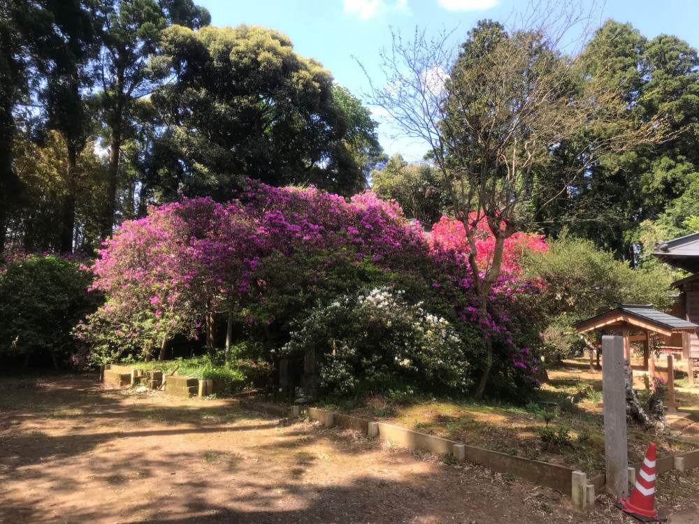 令和3年 圓實寺の大つつじ開花情報-4.23_1