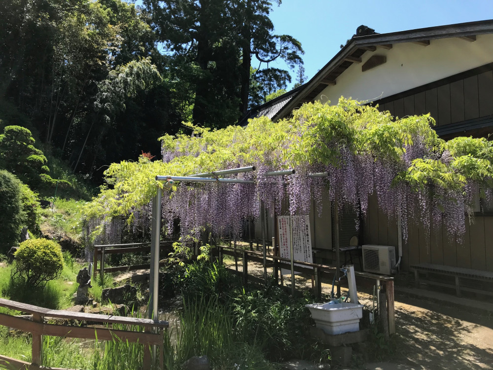 令和3年 龍頭寺の大ふじ開花情報-4.26_1