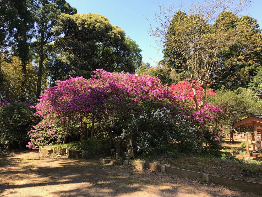 令和3年 圓實寺の大つつじ開花情報-4.26_1