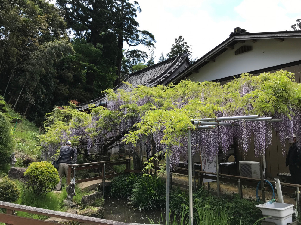 令和3年 龍頭寺の大ふじ開花情報-4.27_1