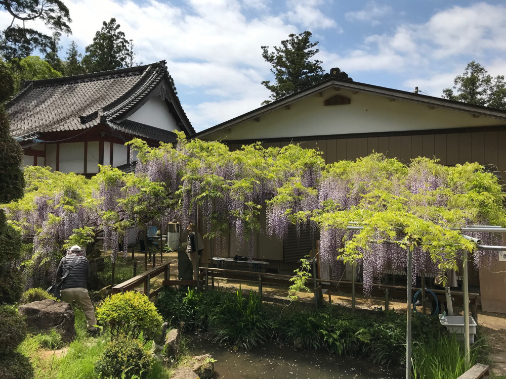 令和3年 龍頭寺の大ふじ開花情報-4.27_2