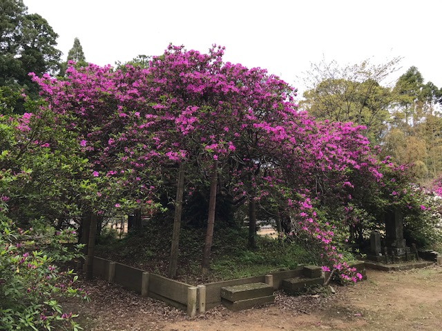 令和3年 圓實寺の大つつじ開花情報-4.27_2