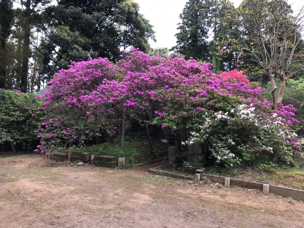 令和3年 圓實寺の大つつじ開花情報-4.27_1