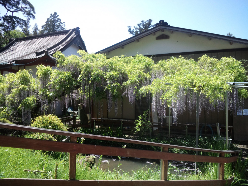 令和3年 龍頭寺の大ふじ開花情報-ふじ