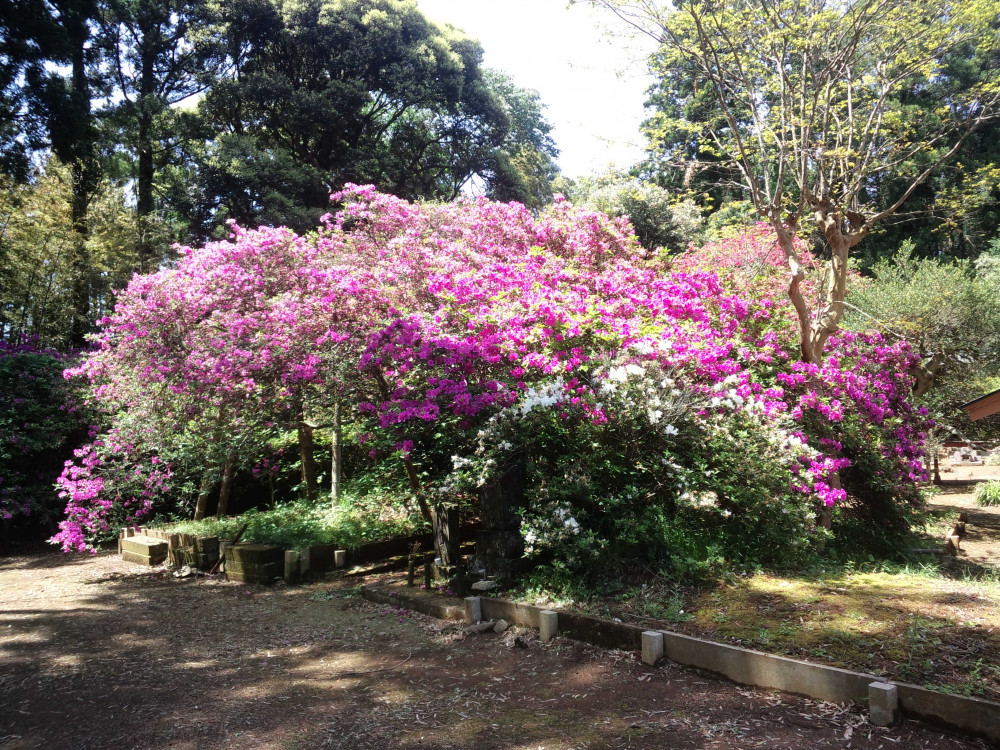 令和3年 圓實寺の大つつじ開花情報-つつじ