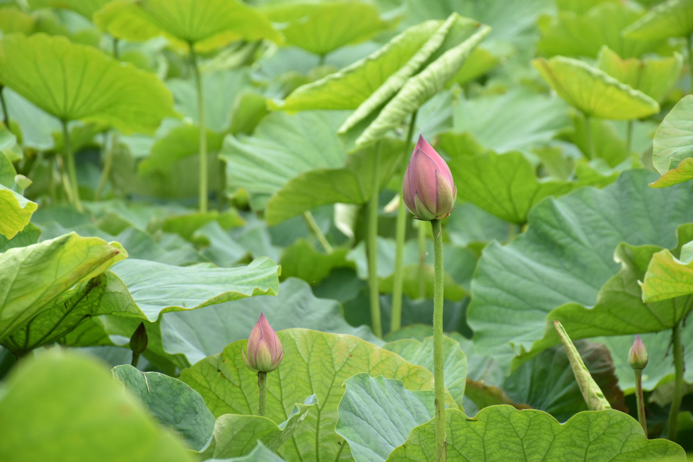 令和3年 飯塚沼農村公園のハス-飯塚沼農村公園7月6日（火曜日）1