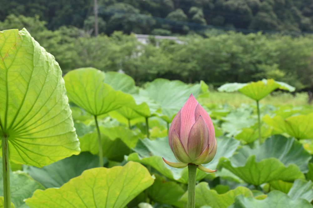 令和3年 飯塚沼農村公園のハス-飯塚沼農村公園7月6日（火曜日）2