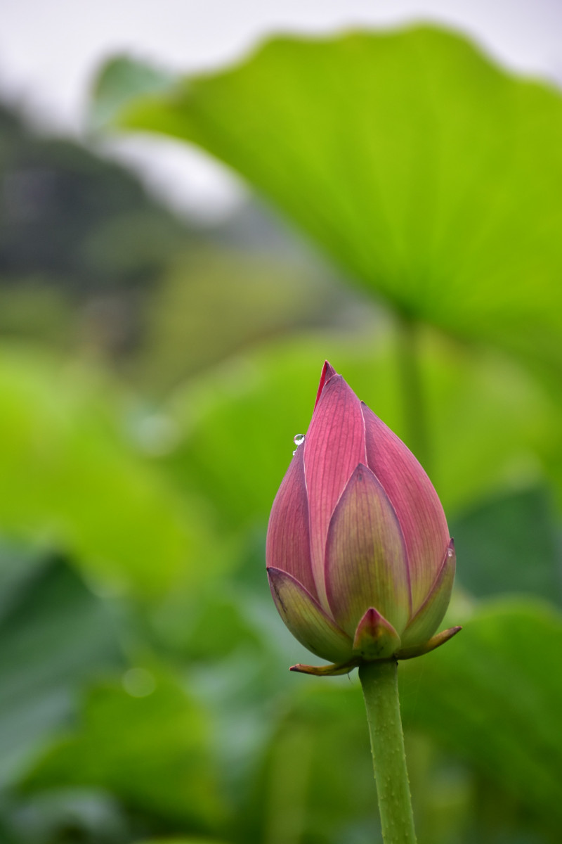 令和3年 飯塚沼農村公園のハス-飯塚沼農村公園7月9日（金曜日）2