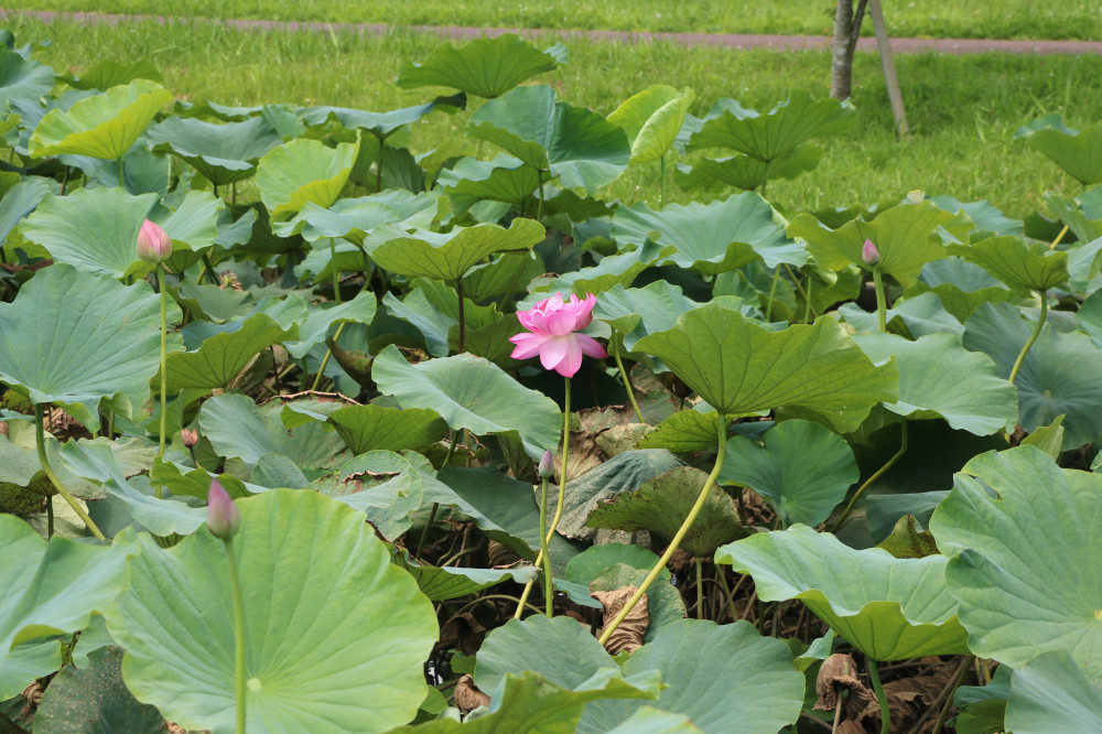 令和3年 飯塚沼農村公園のハス-飯塚沼農村公園7月21日（水曜日）2