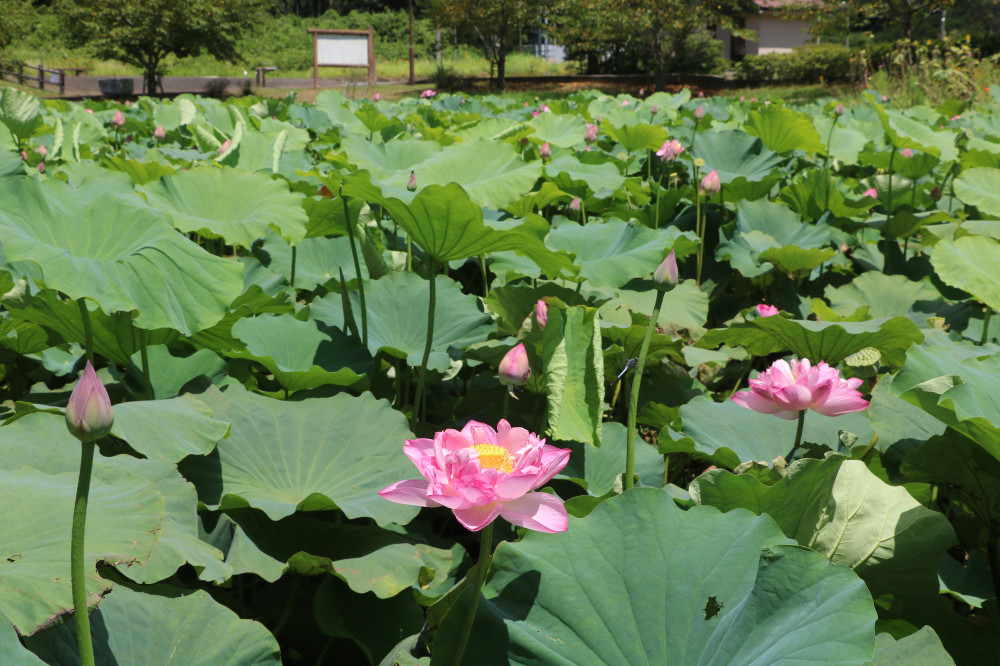 令和3年 飯塚沼農村公園のハス-飯塚沼農村公園8月6日（金曜日）1