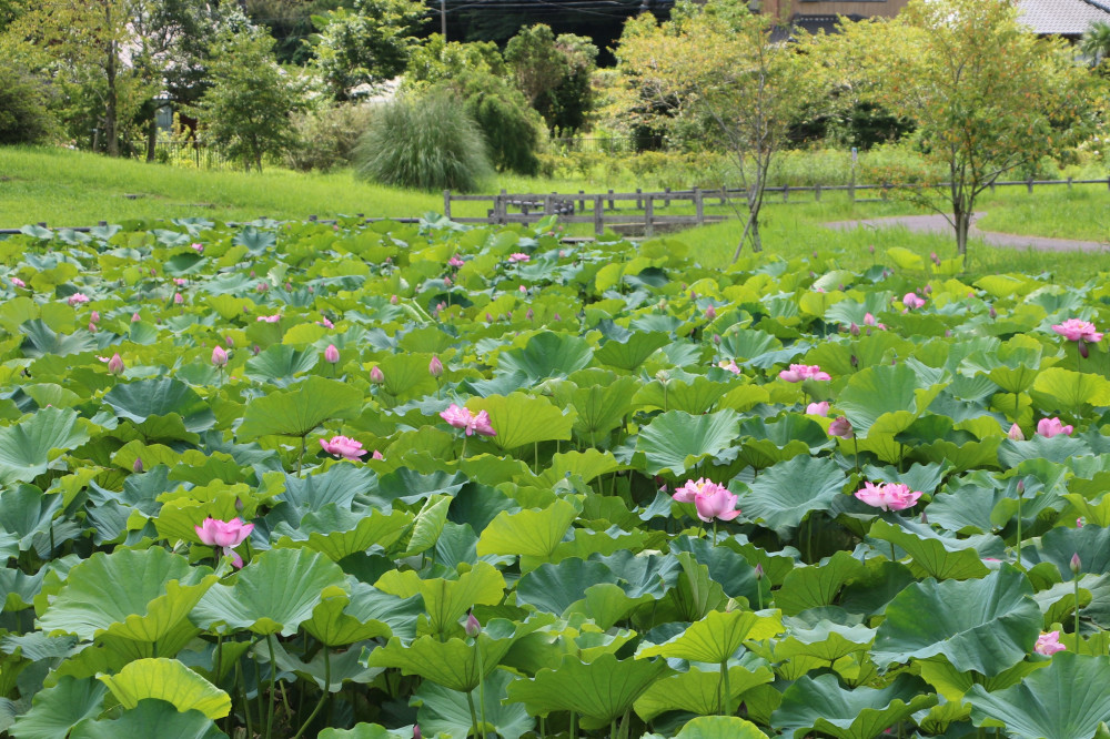 令和3年 飯塚沼農村公園のハス-飯塚沼農村公園8月6日（金曜日）2